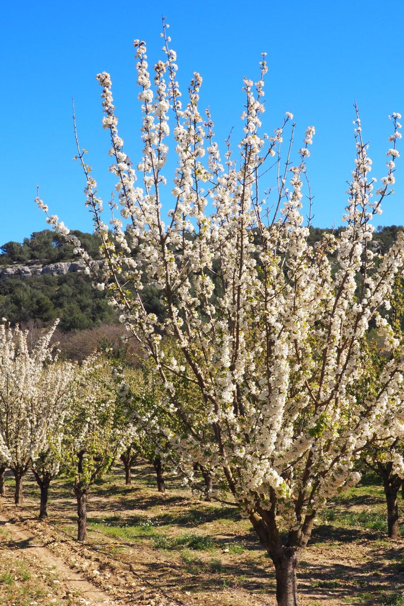 Chambres D'Hotes Le Relais Des Marmottes En Luberon Lagnes Exterior foto